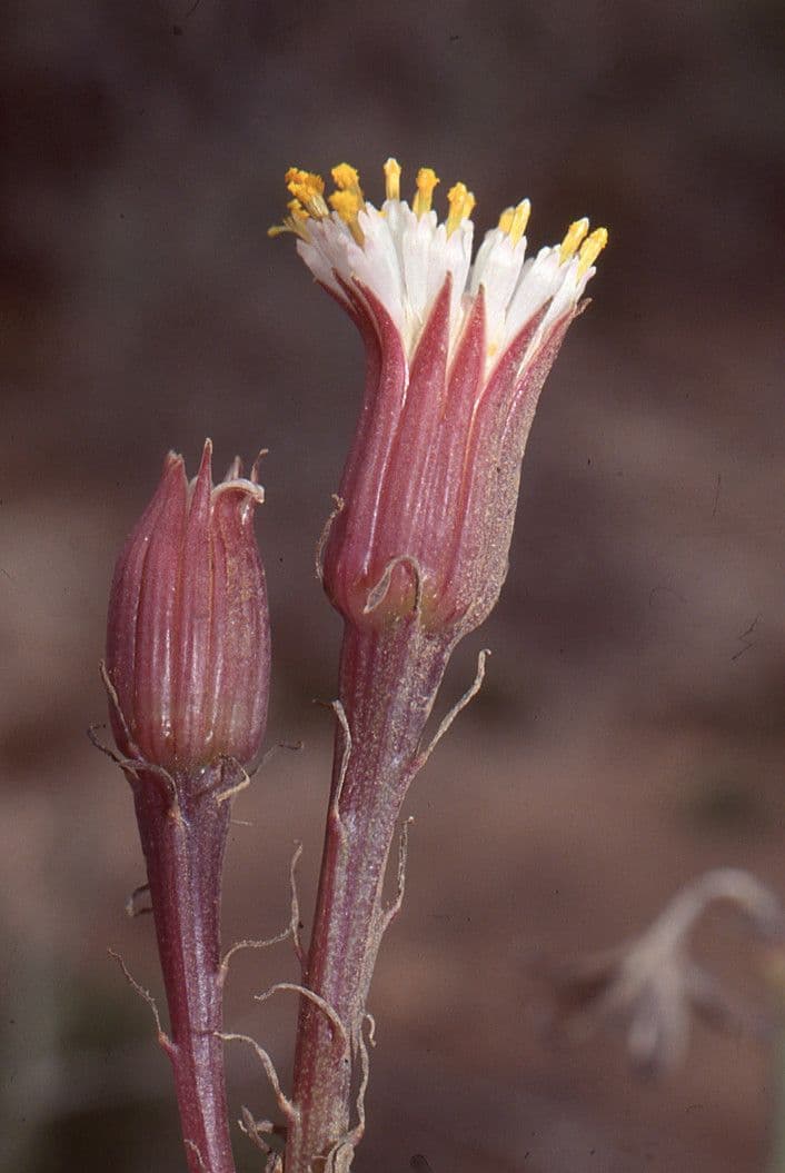 Kleinia anteuphorbium 8