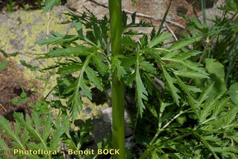 Pleurospermum austriaco 24