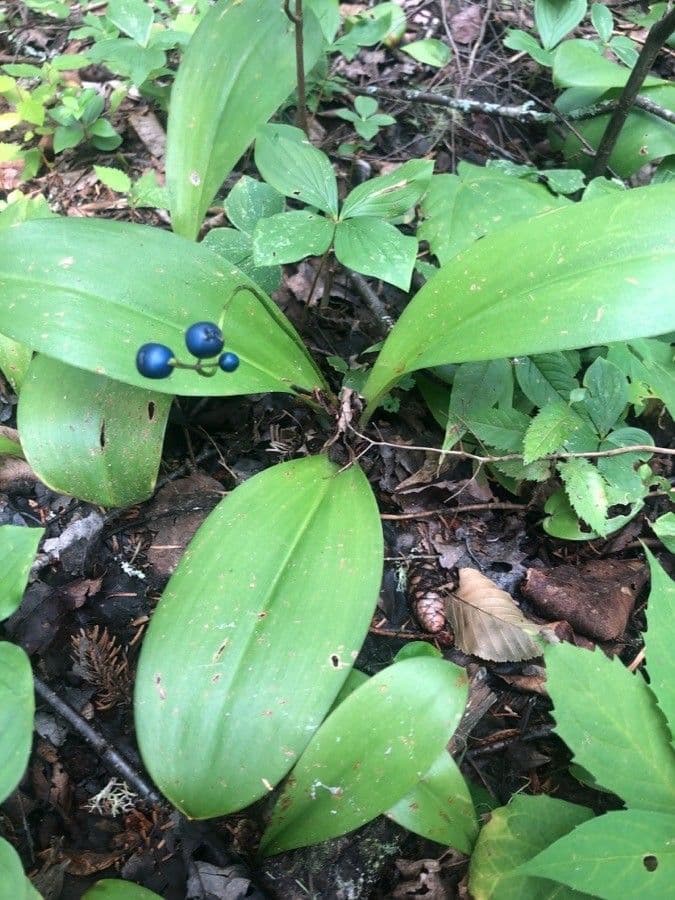 Clintonia boreale 10