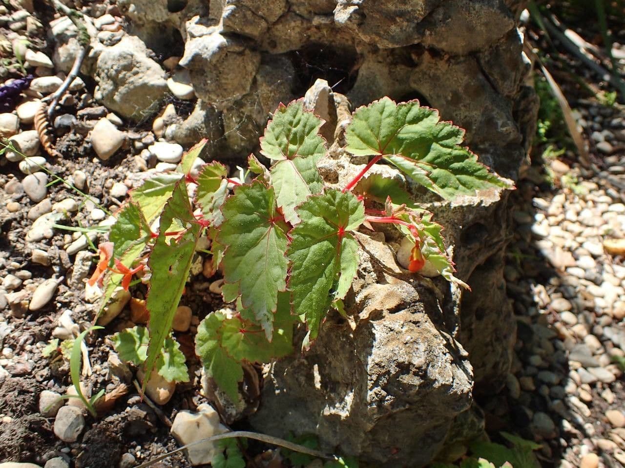 Begonia 7
