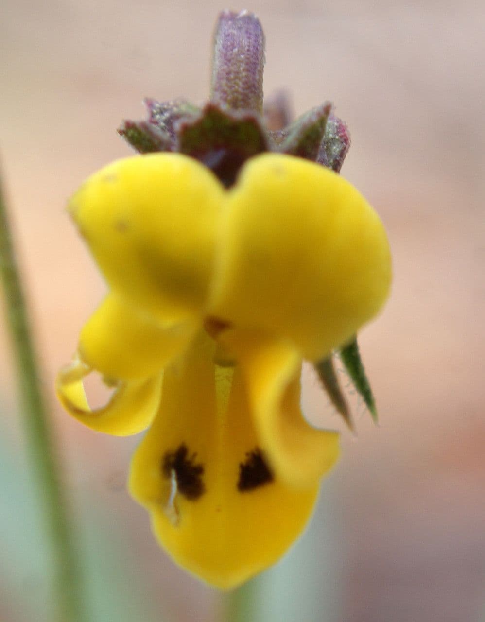 Viola 6