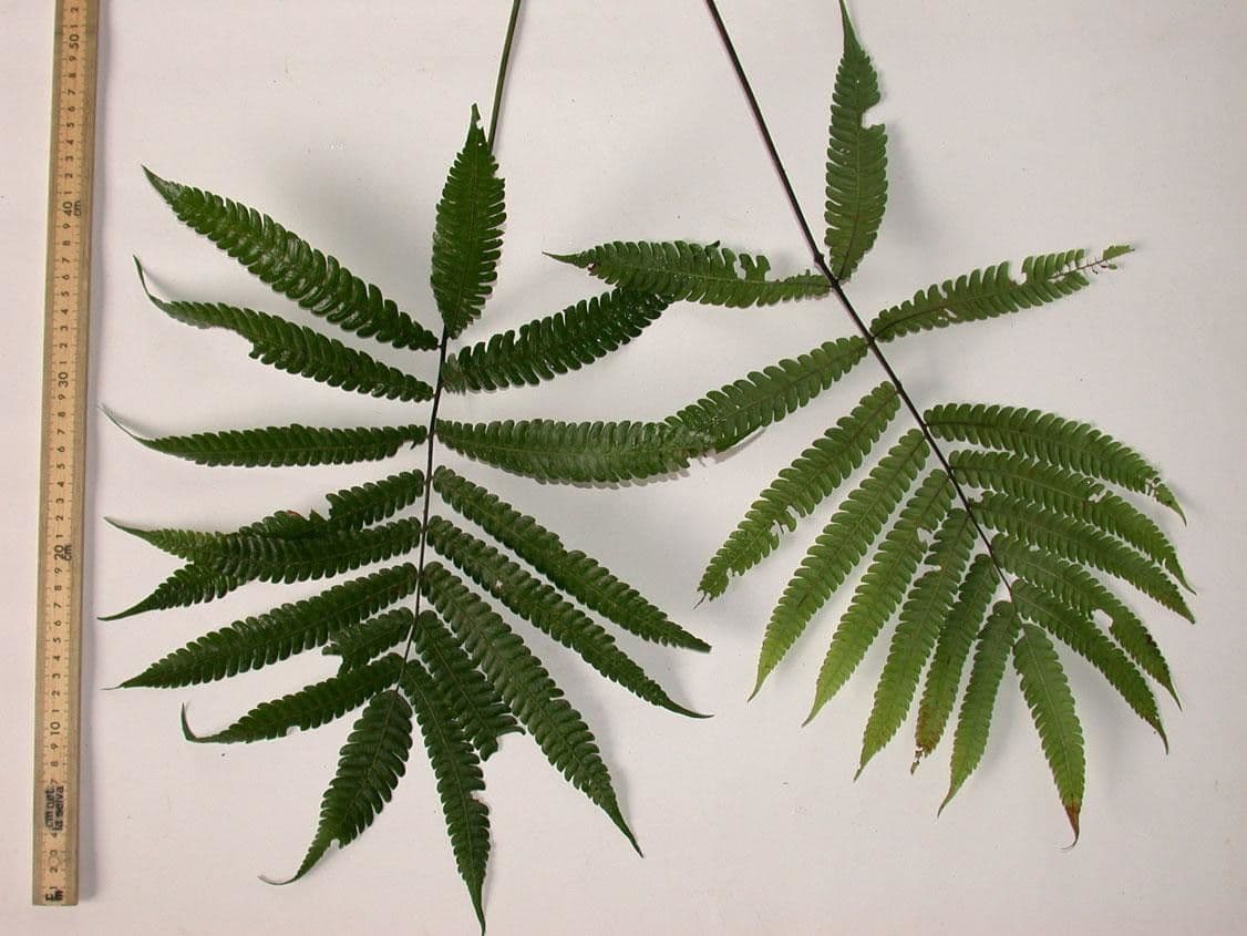 Thelypteris 8