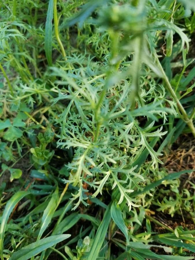 Achillea-Gilie 13