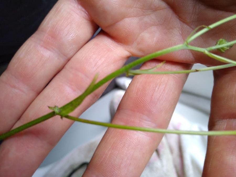 Radicchiella capillare 21
