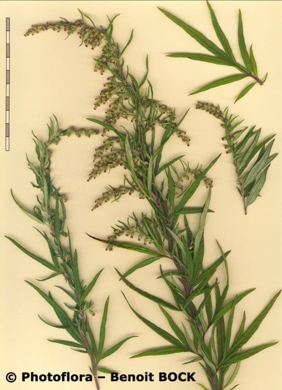 Bylica Verlota 27