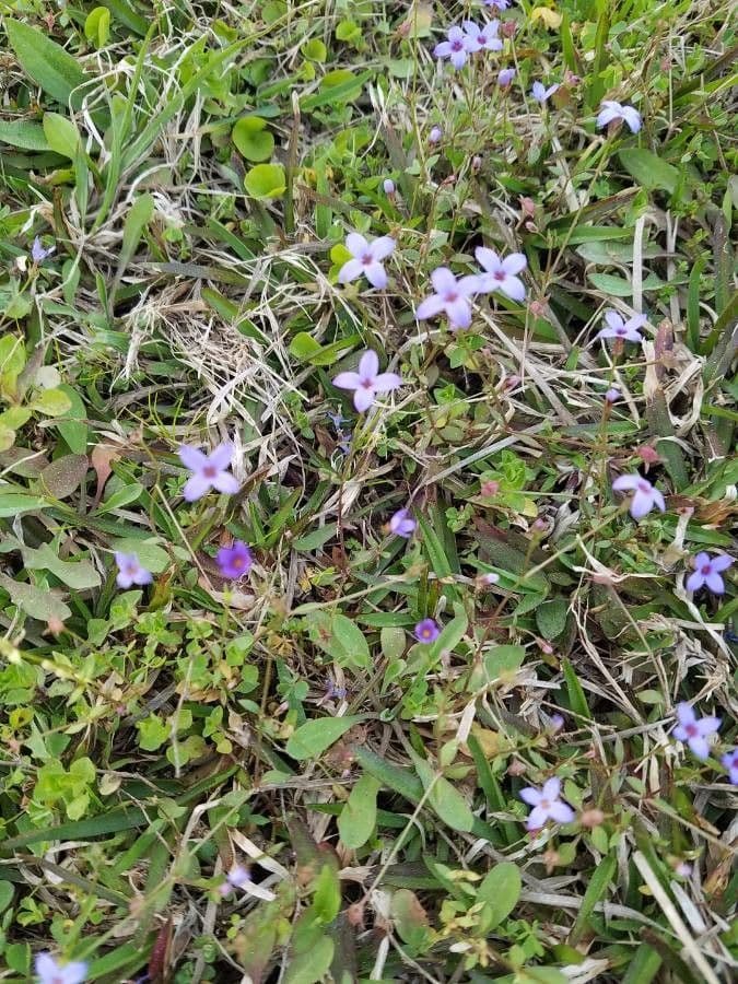 Houstonia micrantha 2