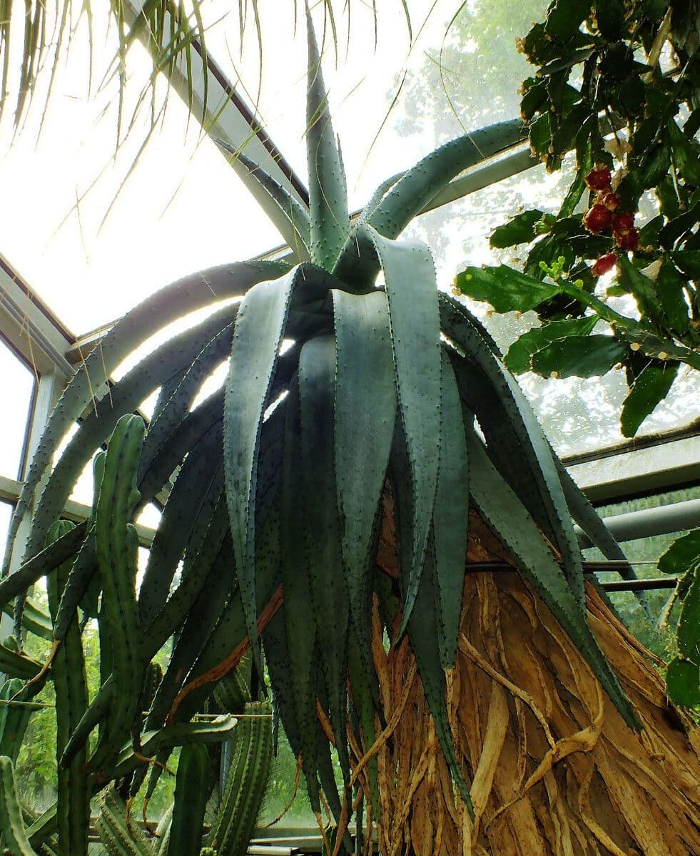 Transvaal-Aloe 15