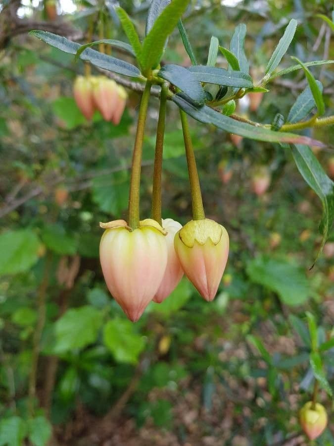Canary bellflower 5