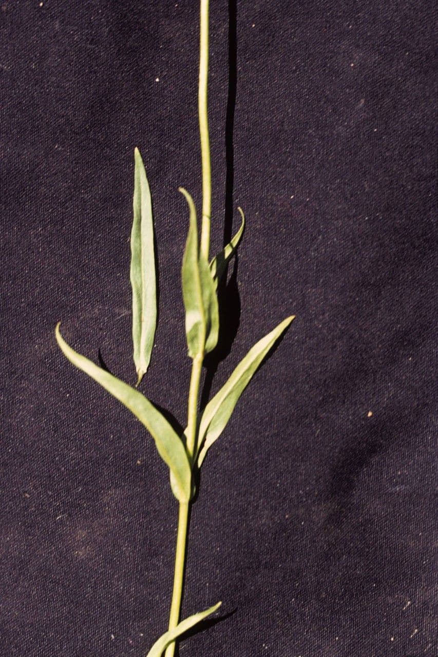 Penstemon štíhlý