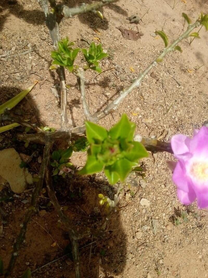 Cactus rosa 27