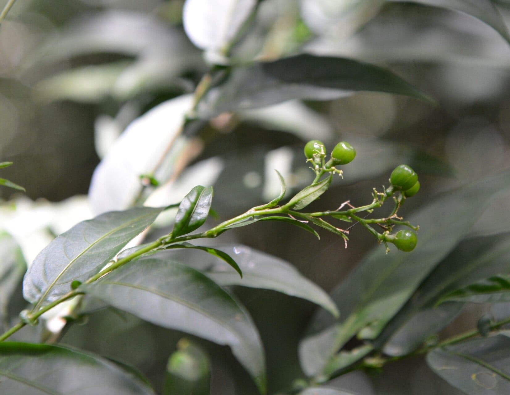 Cestrum