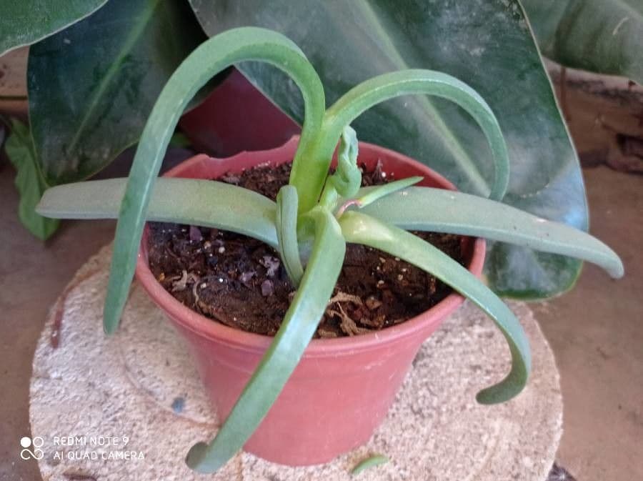 Cheiridopsis 4