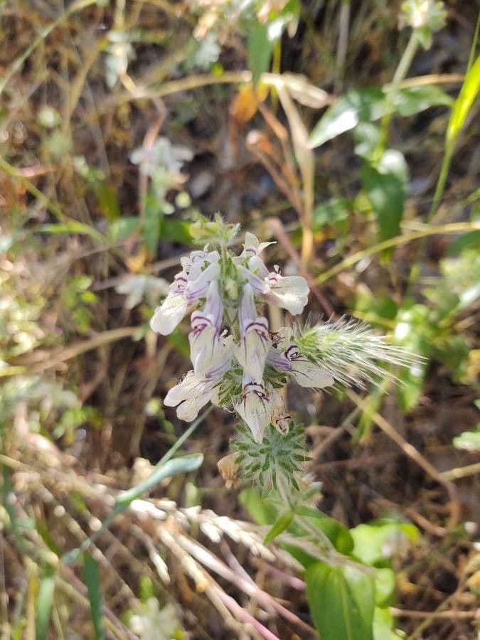 Collinsia tinctoria 6