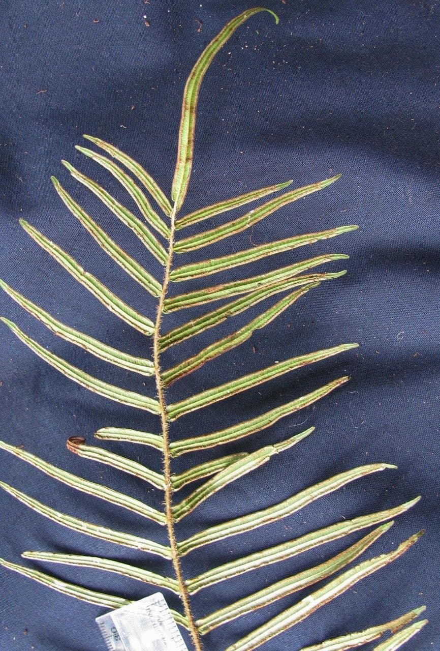 Pteris longifolia 11