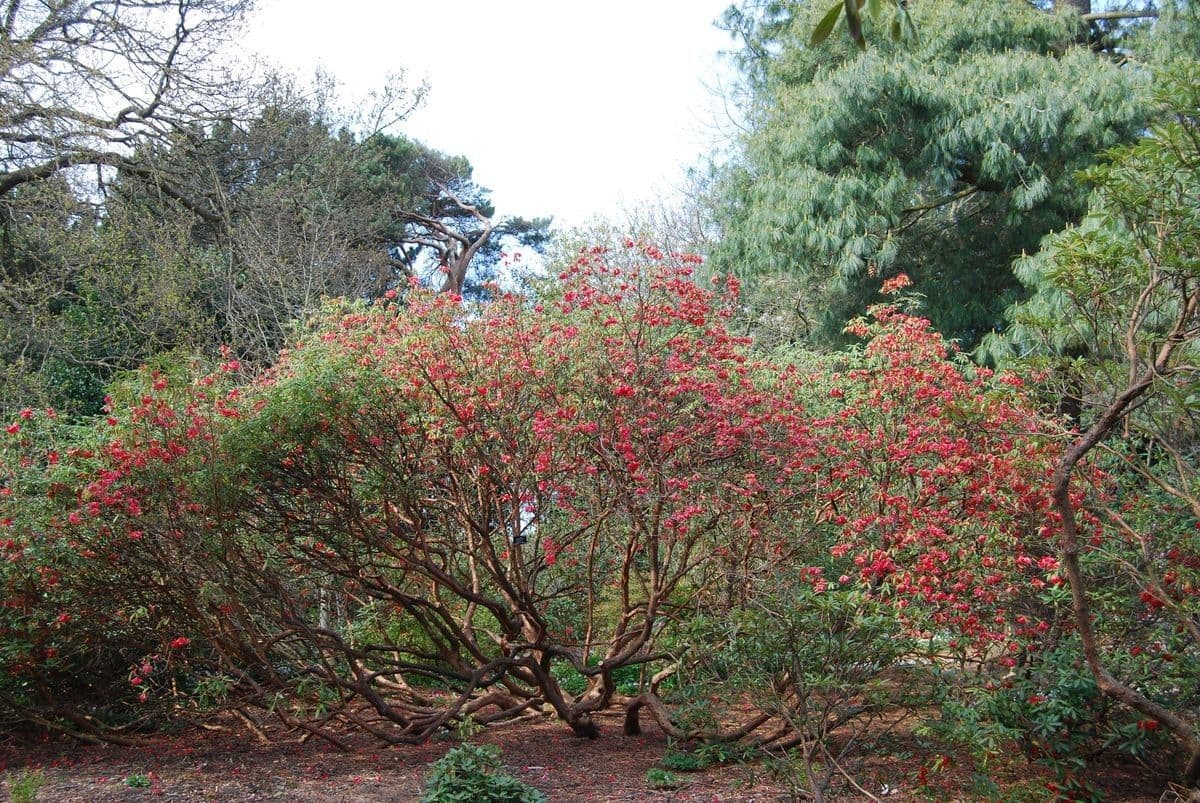 Rododendron 7