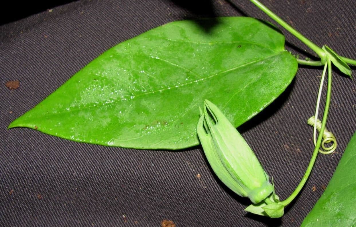Passiflora 15