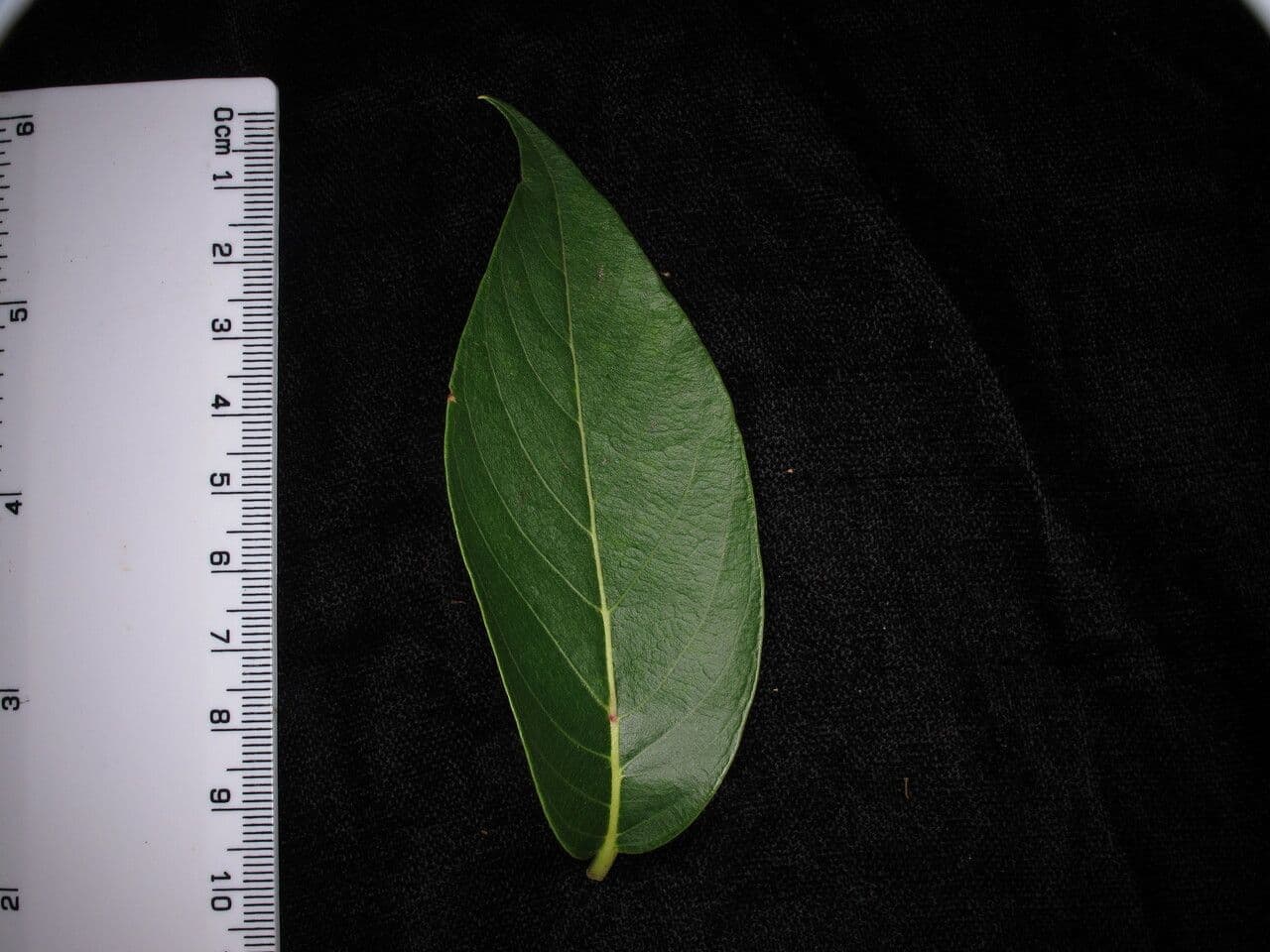 Lyonia 14
