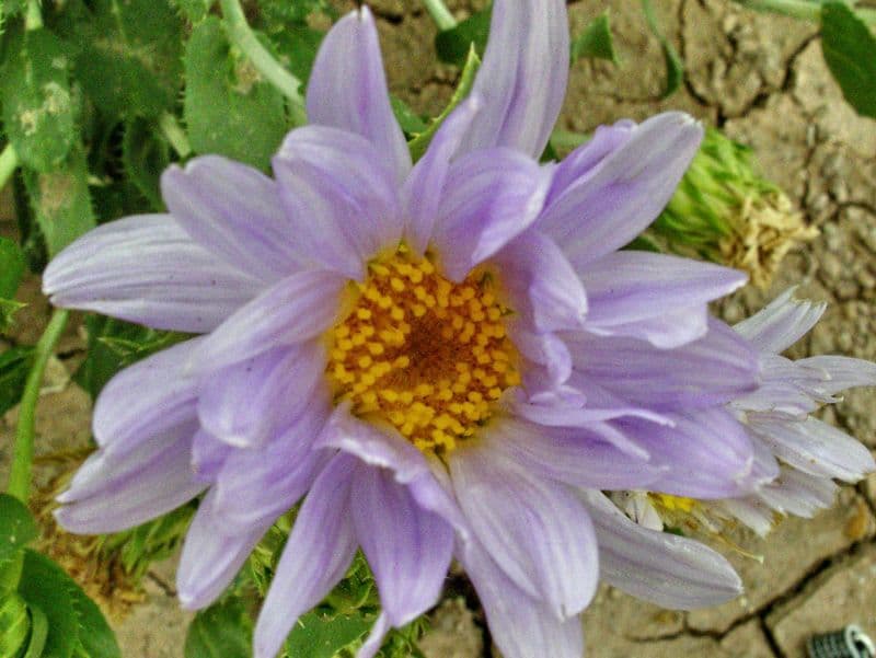 Xylorhiza 2