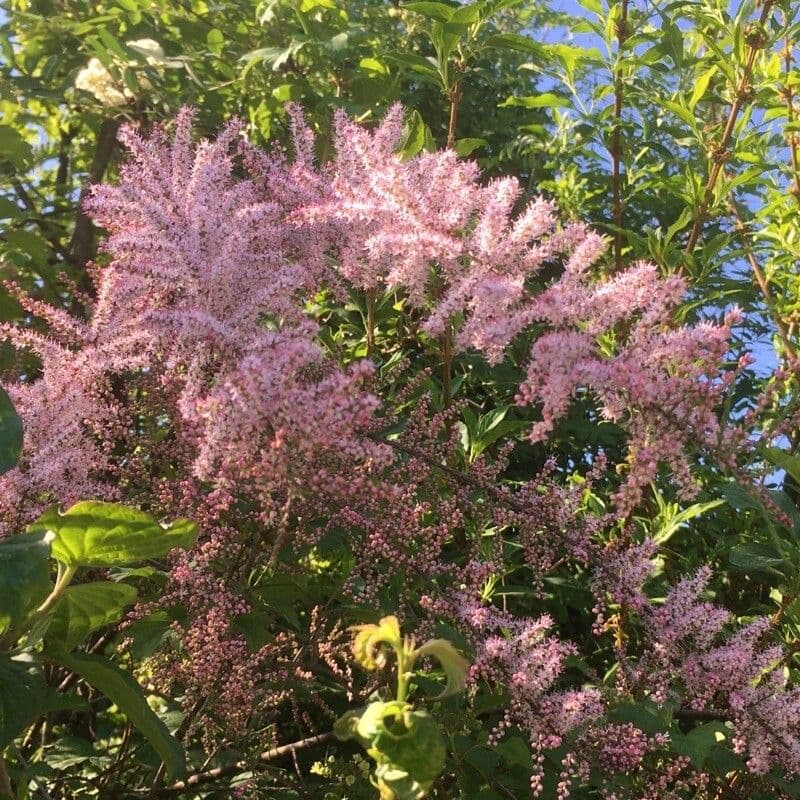 Vierstäbchen-Tamariske