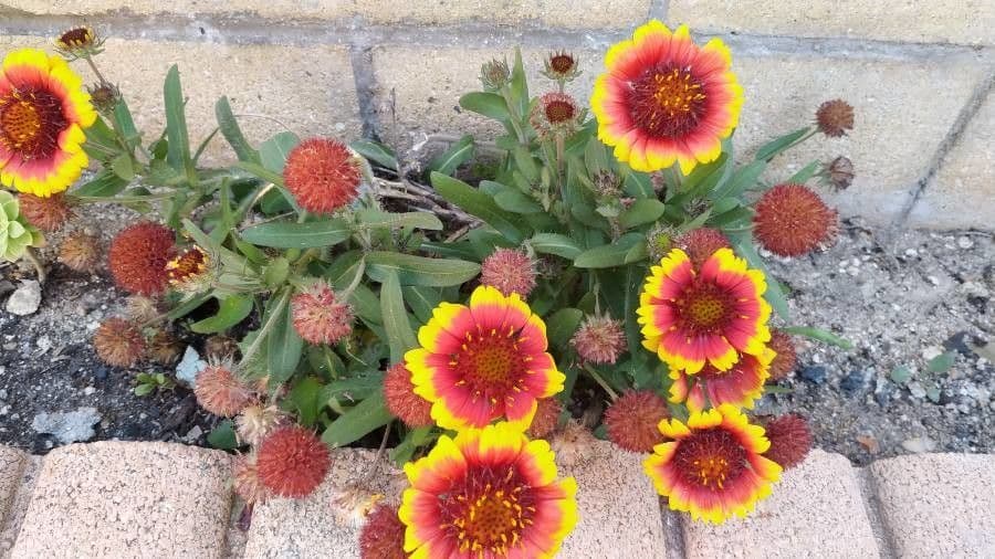 Gaillardia 26
