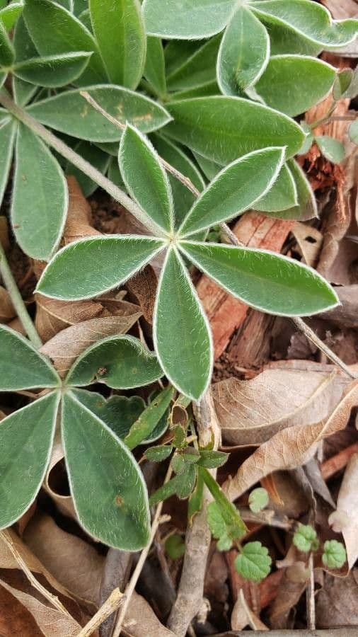 Lupinus texensis 17