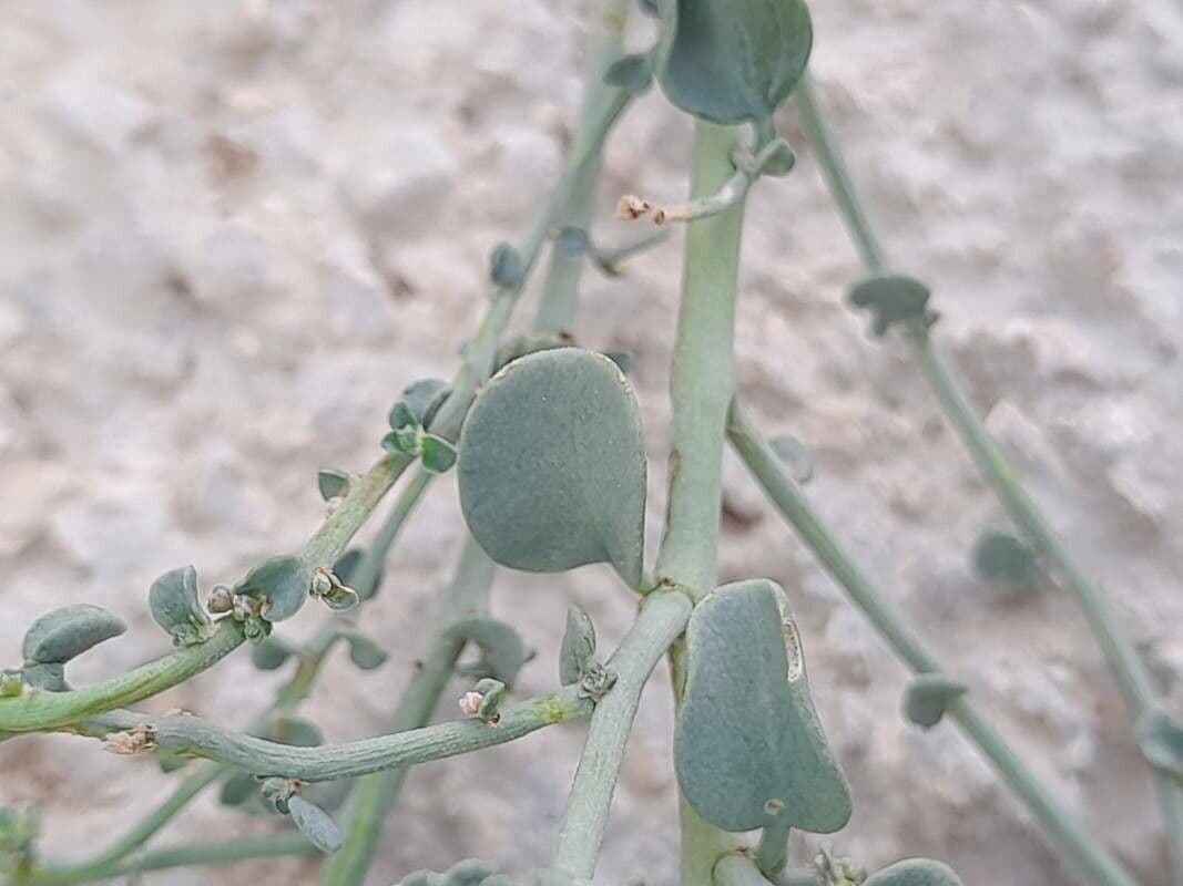 Andrachne 17