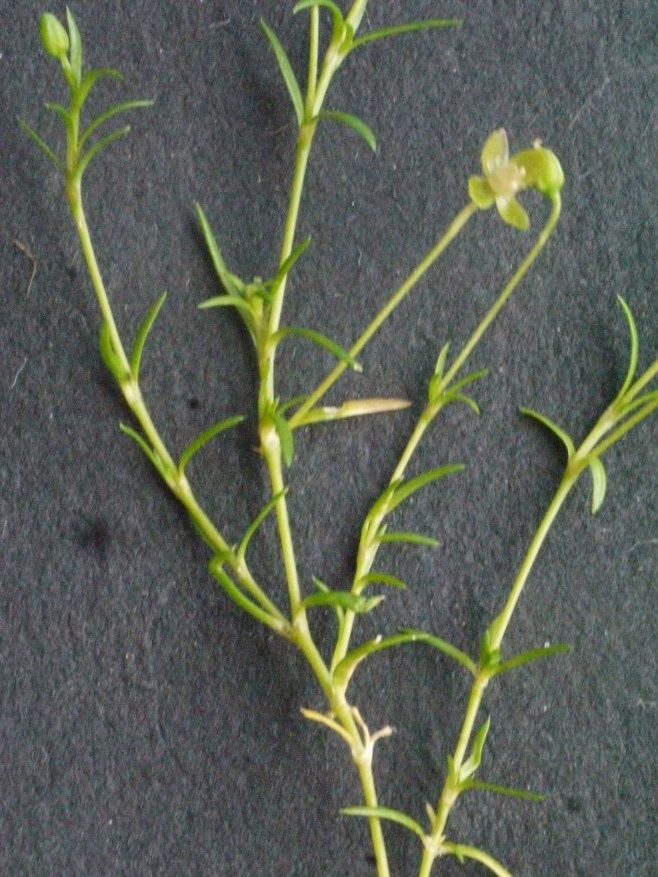 Sagina sdraiata 21