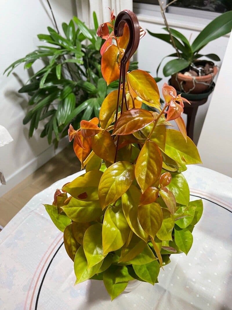 Pereskia 12