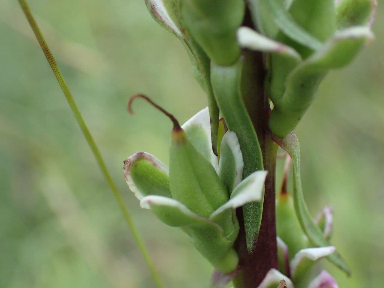 Digitale rugginosa 4
