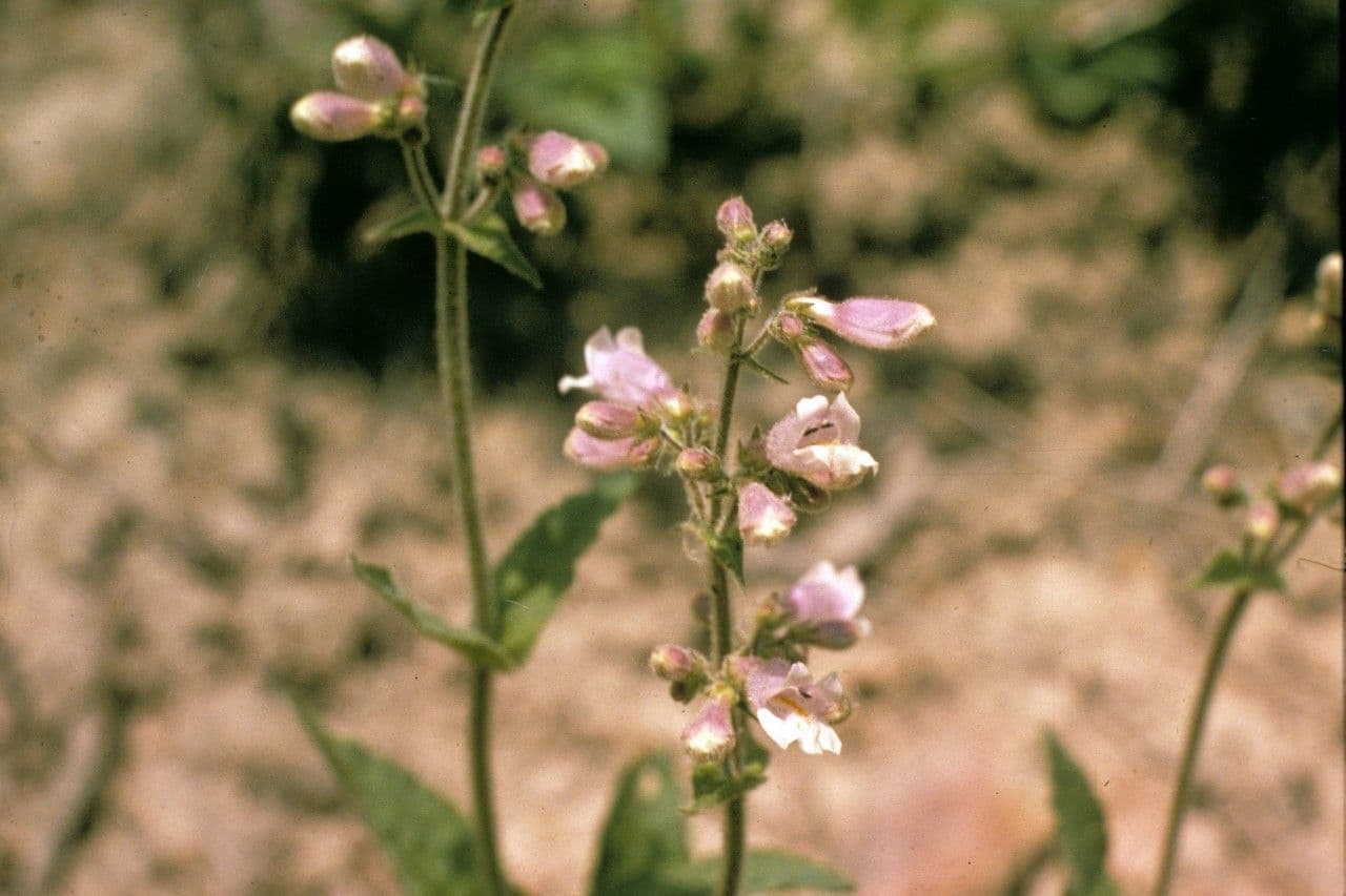 Penstemon šedý 9