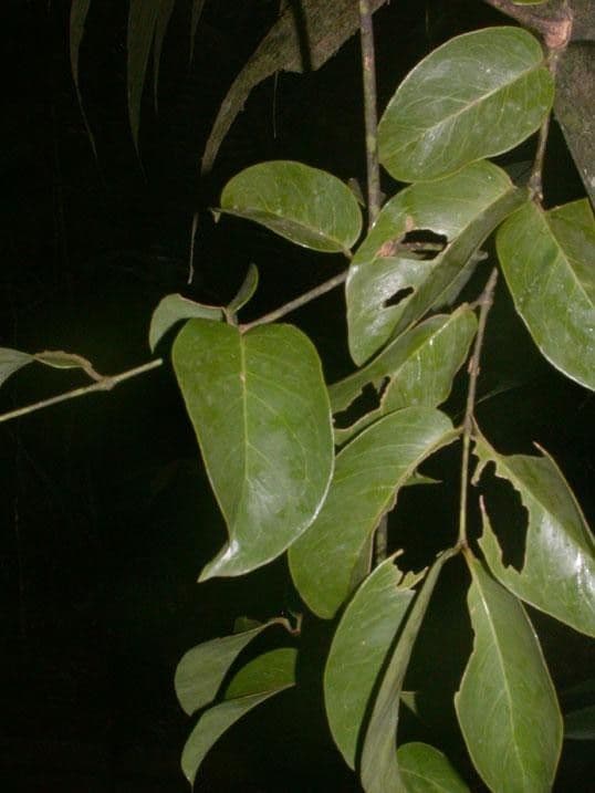 Gnetum 13