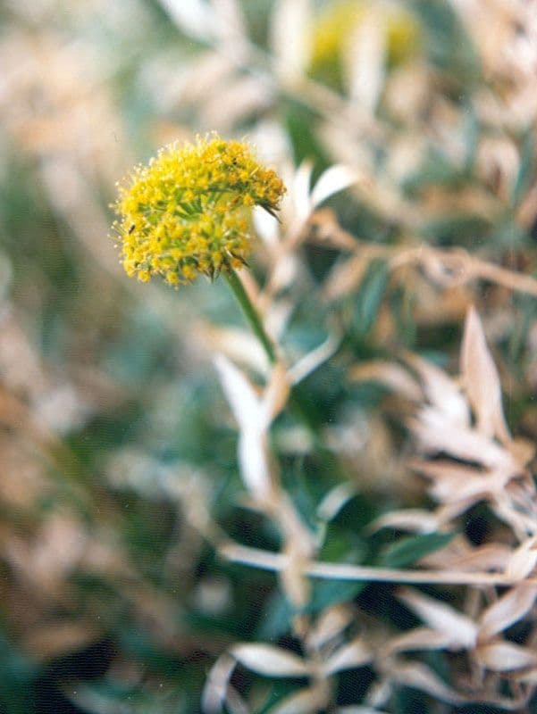 Lomatium 2