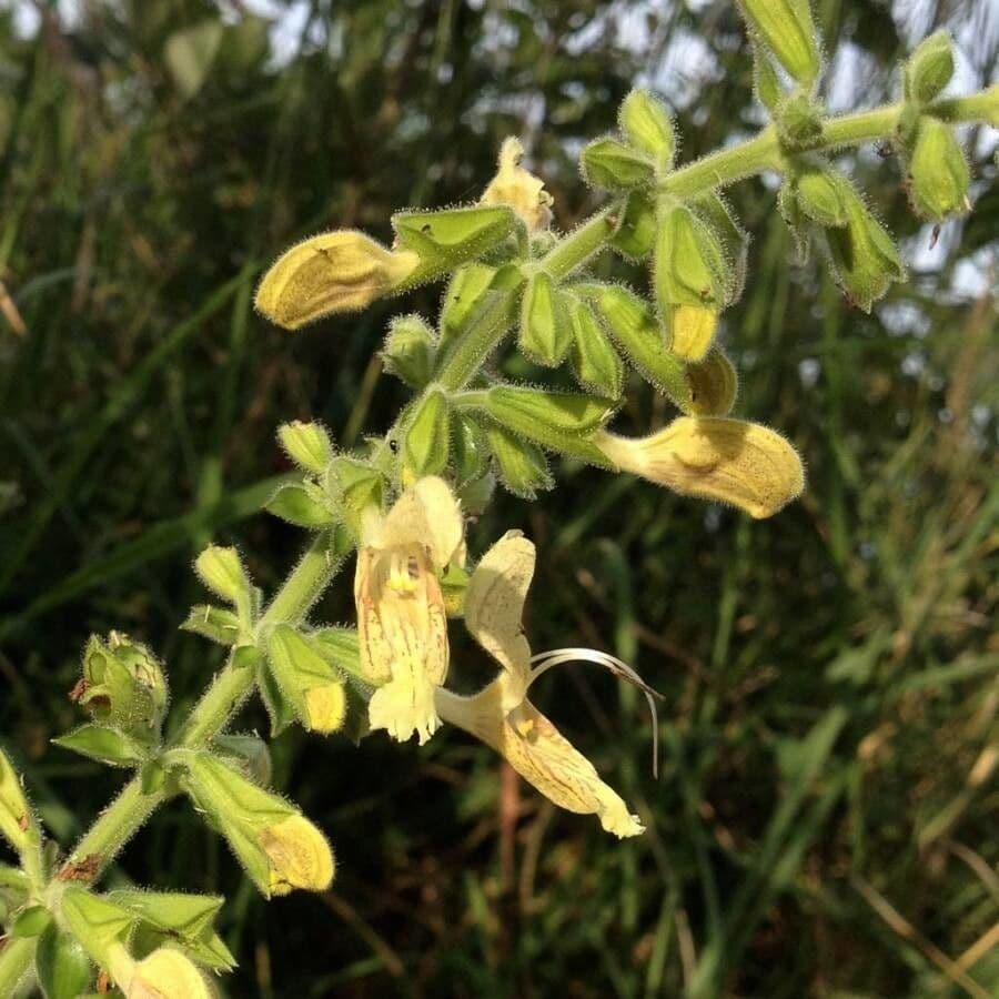 Salvia vischiosa 9
