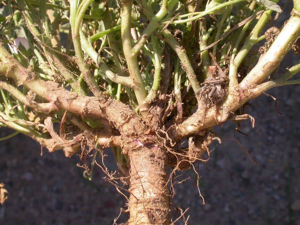 Malva pusilla 23