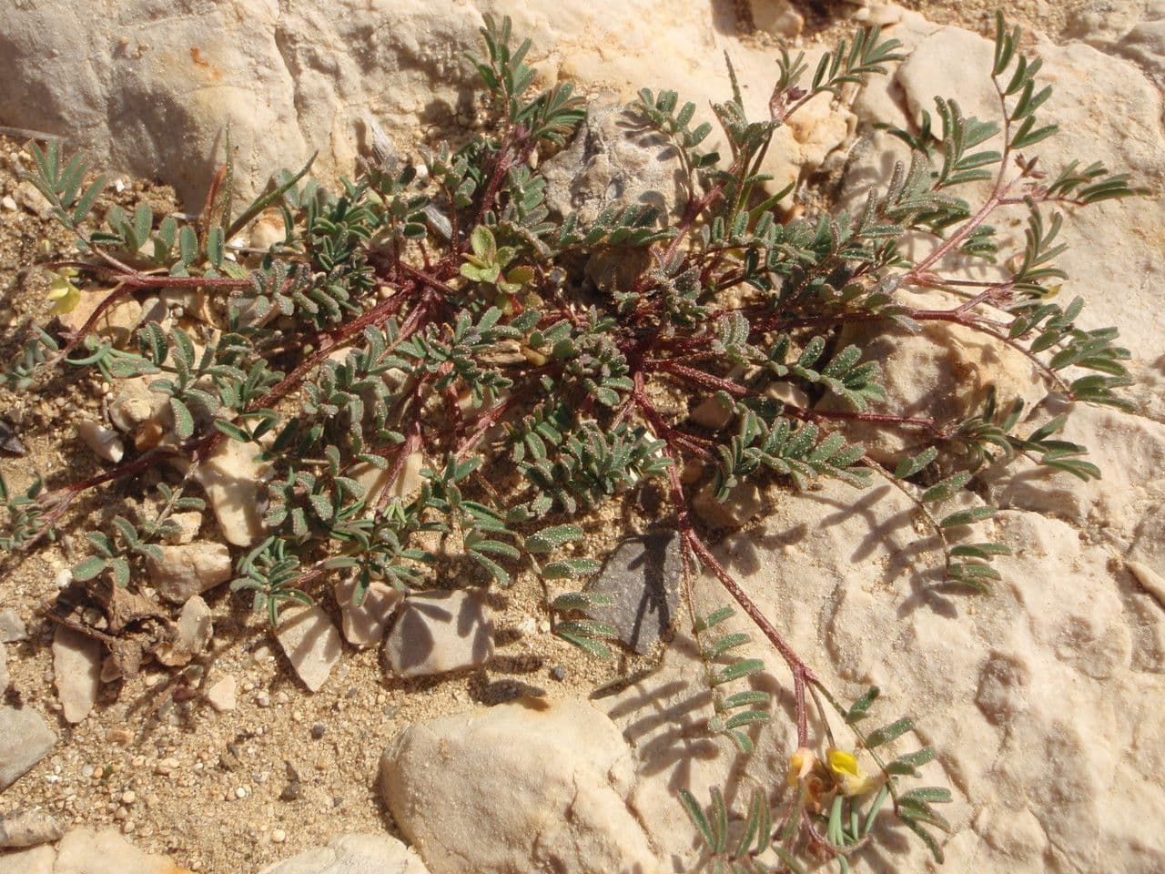 Ipocrepidi ciliata 12