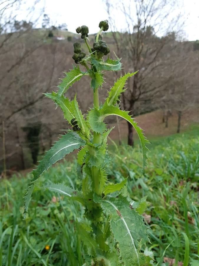 Crespigno ruvido 14