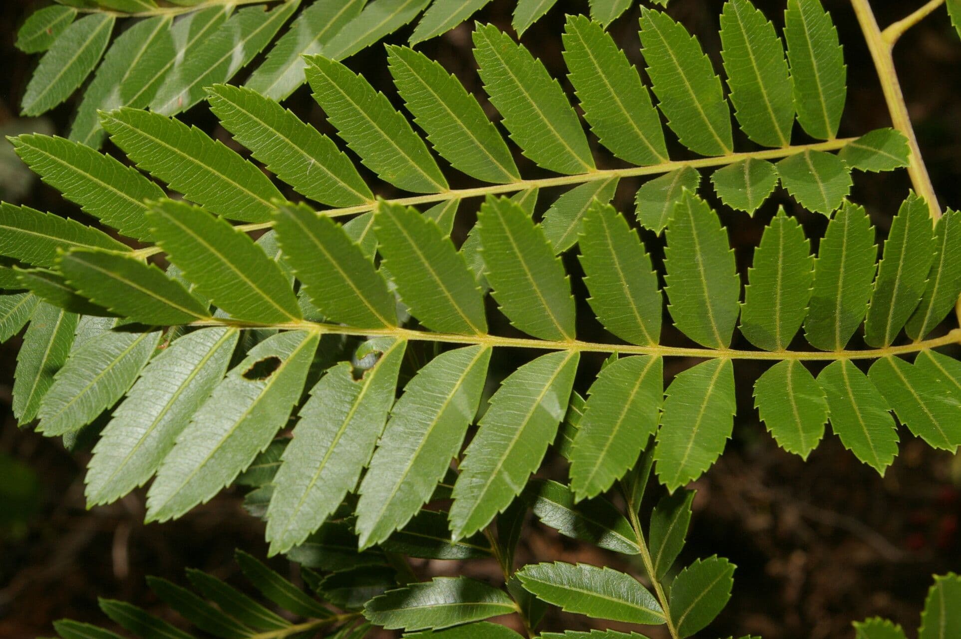 Dilodendron 9