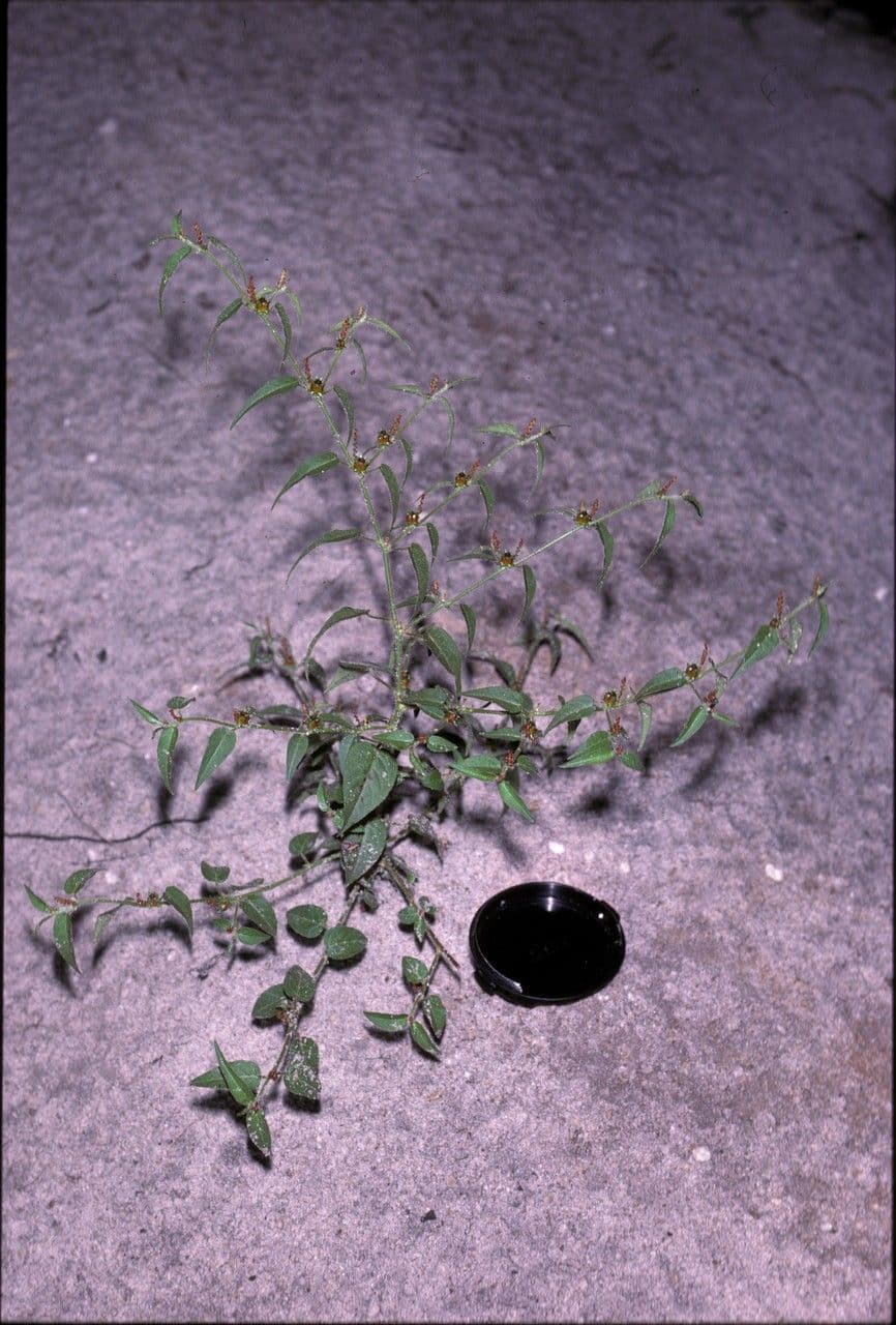 Microstachys corniculata 7