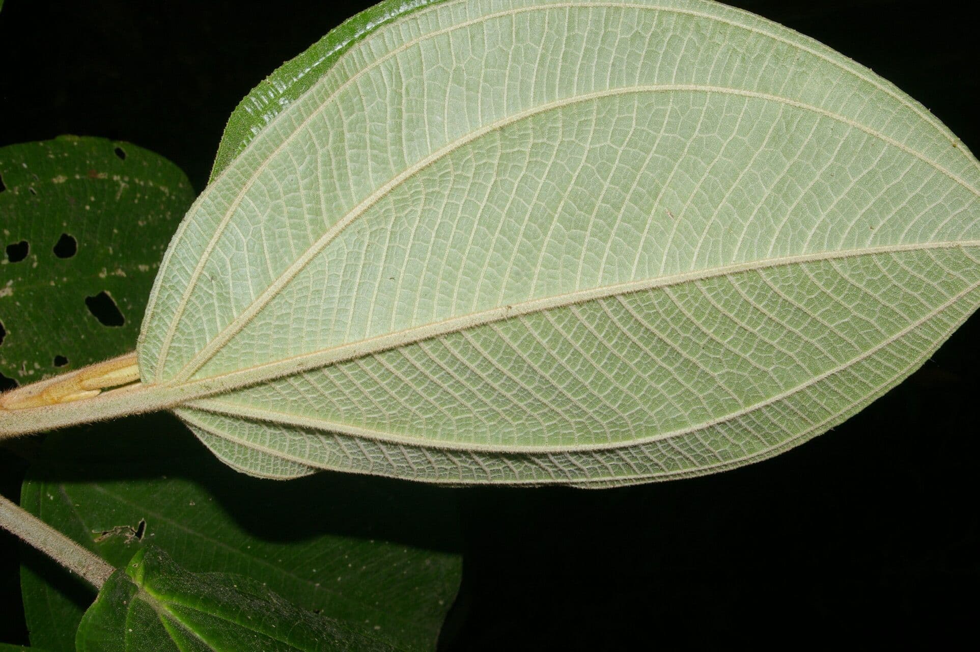 Meriania 2