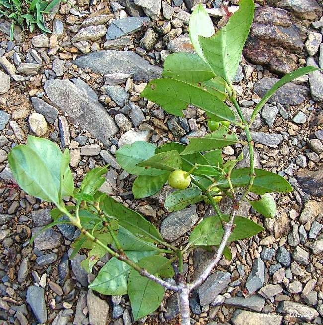 Psychotria 4