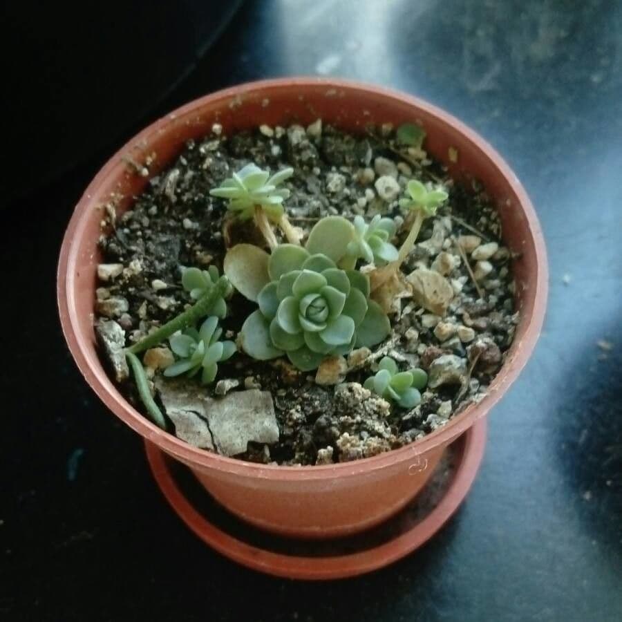 Echeveria