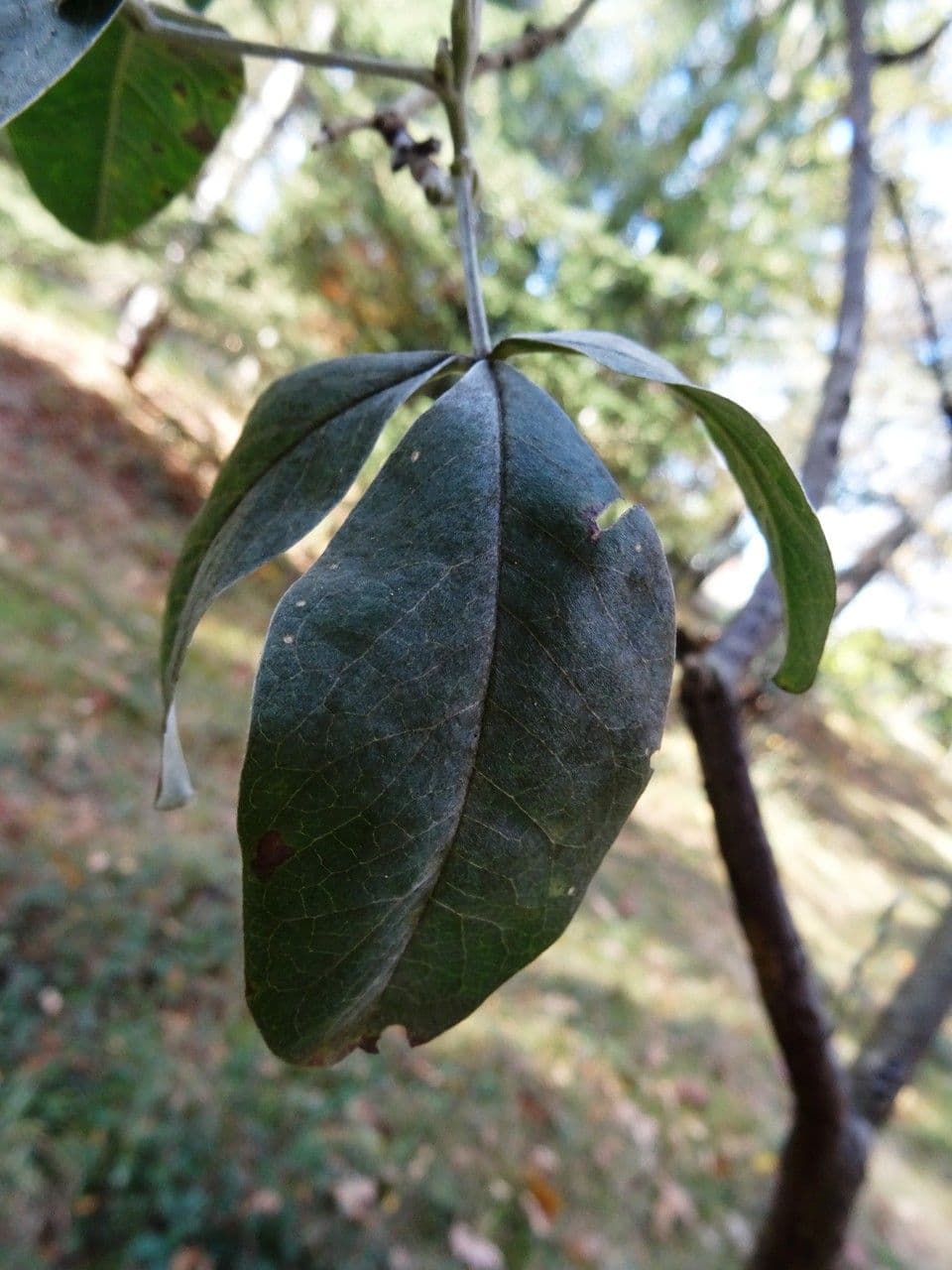 Argyrocytisus battandieri 11