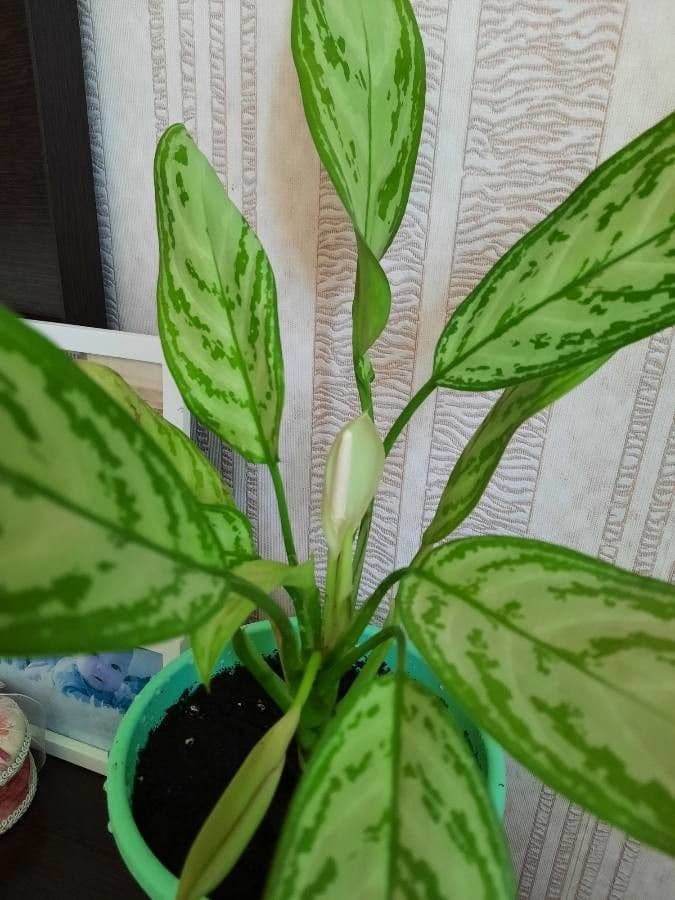 Aglaonema 8