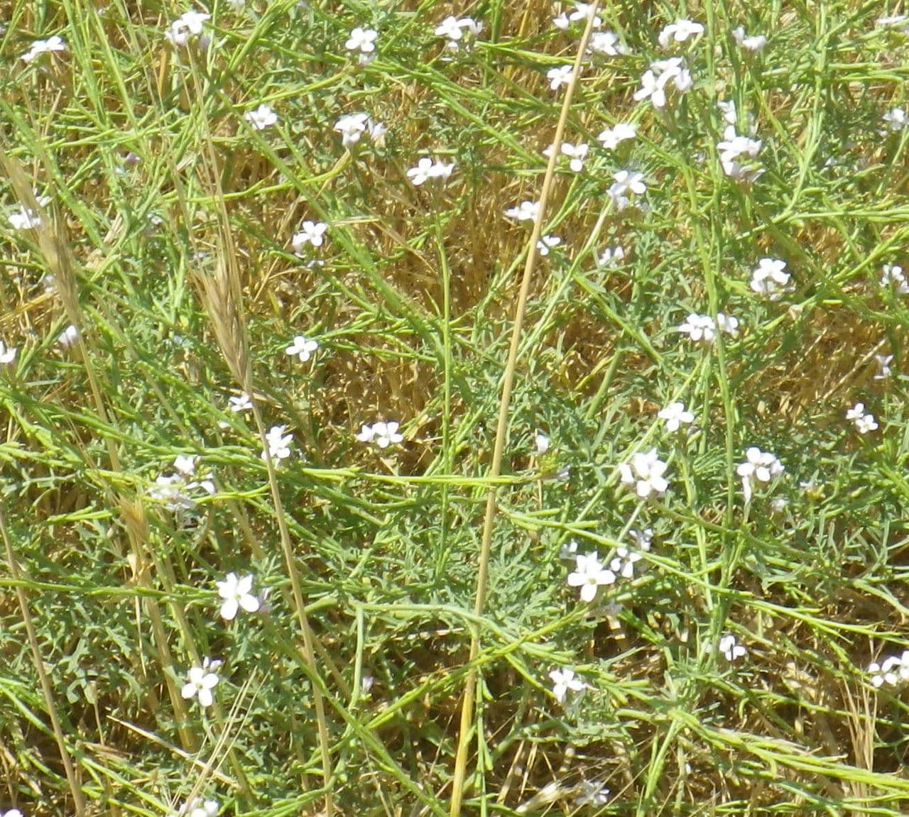 Erucaria 15
