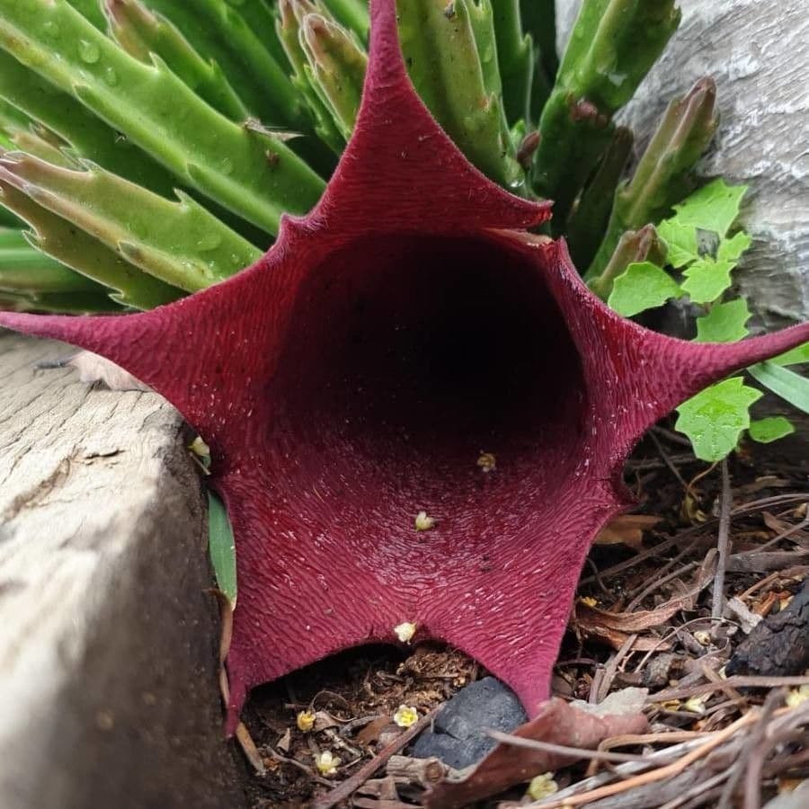 Stapelia 2
