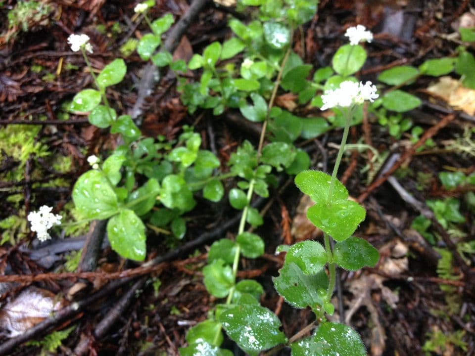 Whipplea modesta 8