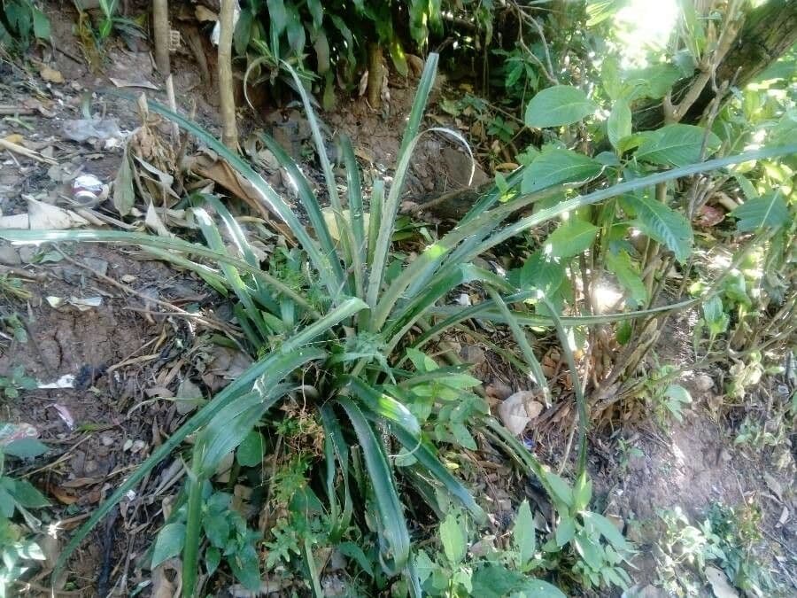 Bromelia 8