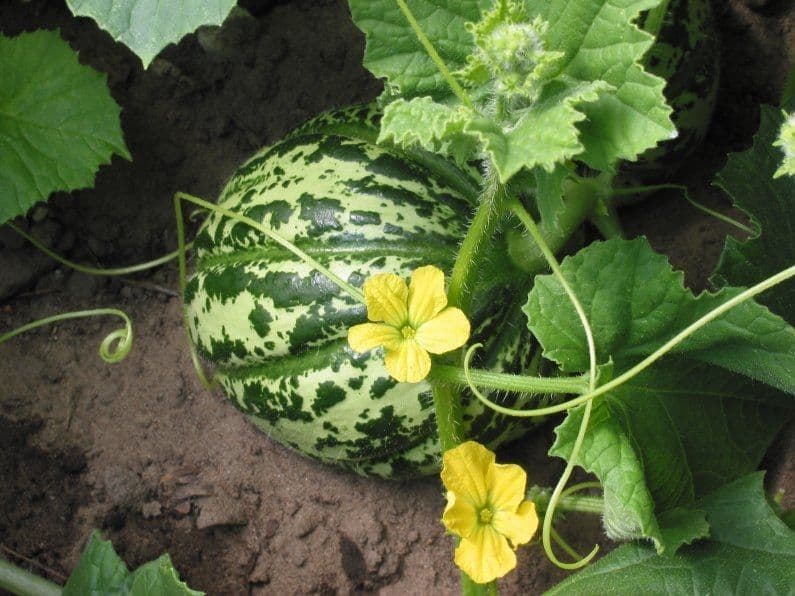 Melon 12