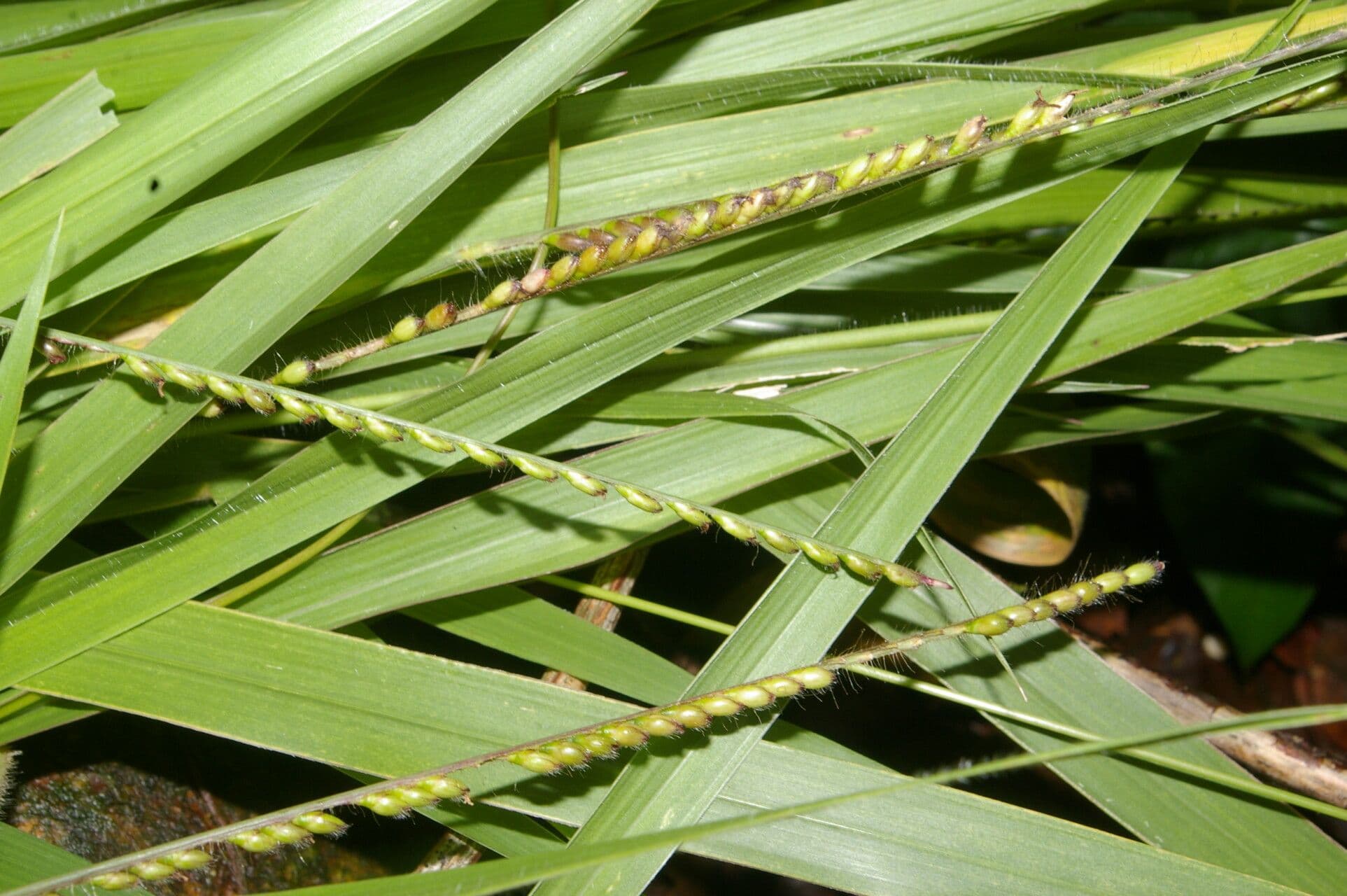 Thrasya petrosa