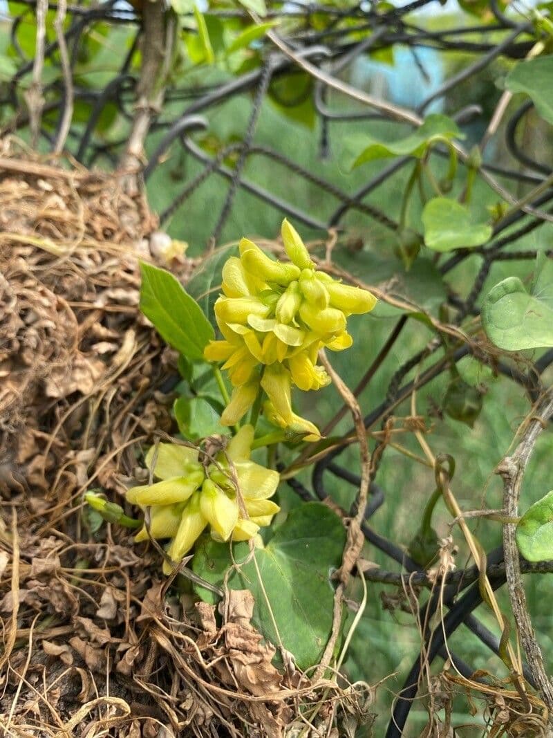 Rhynchosia 2